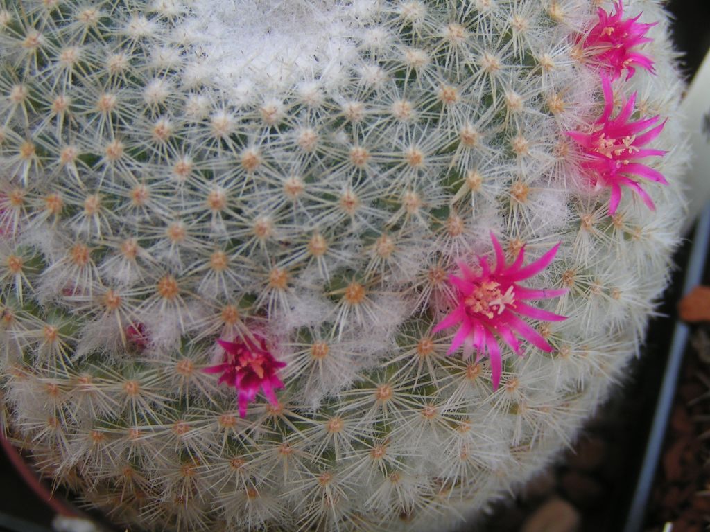 Mammillaria albilanata